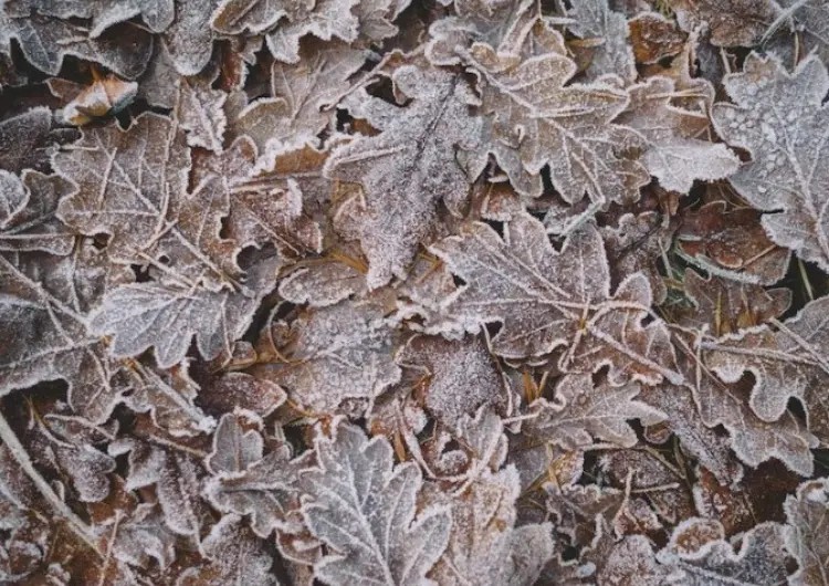 Comment conserver le compost l'hiver ?